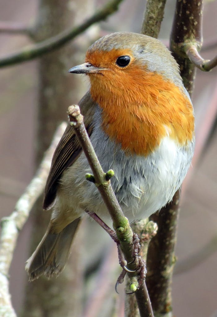 Close-up of a European robin in a natural habitat setting.