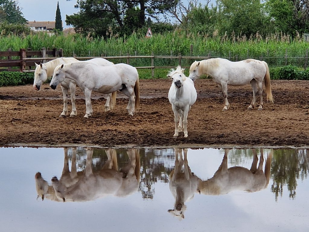 pferd (1)